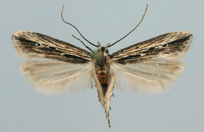 Bestimmungshilfe des Lepiforums Fotouebersicht Anomologinae Gesamt 19