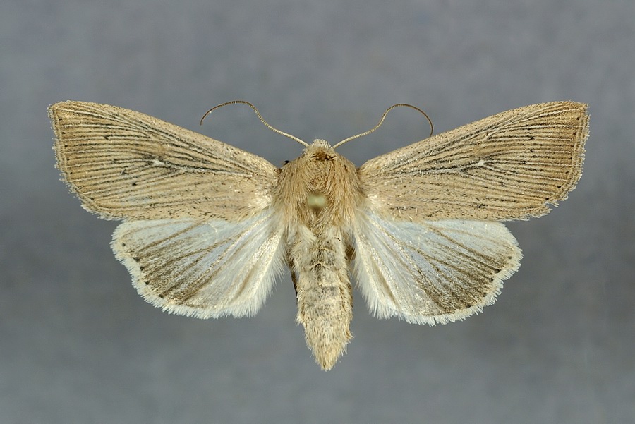 Bestimmungshilfe des Lepiforums Leucania Obsoleta