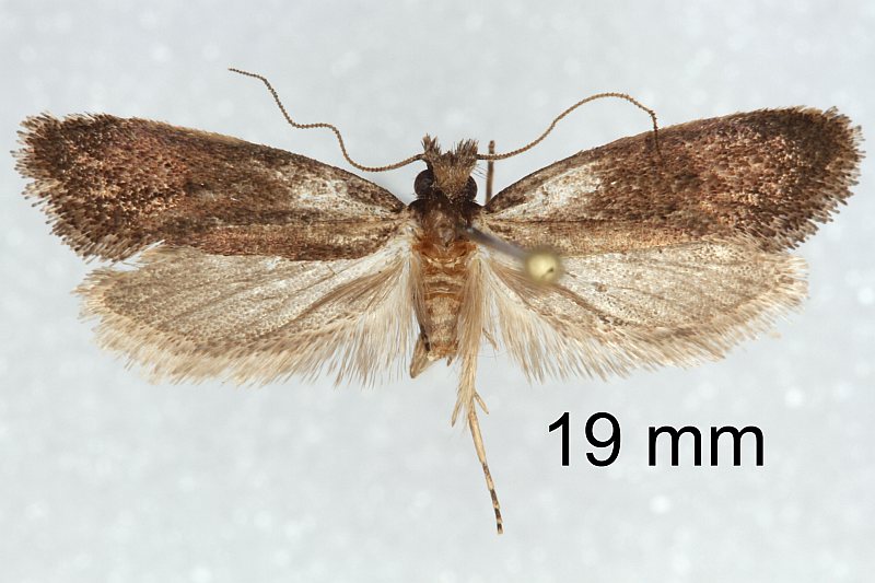 Bestimmungshilfe des Lepiforums Fotouebersicht Hapsiferinae Gesamt