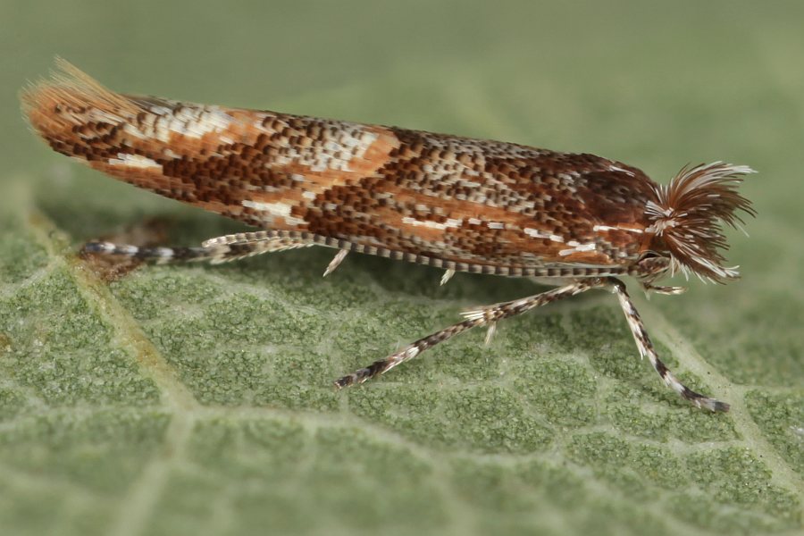 Phyllonorycter acaciella LepiWiki