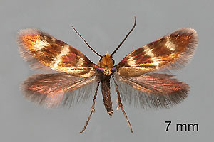 Bestimmungshilfe des Lepiforums Fotouebersicht Micropterigidae Gespannt