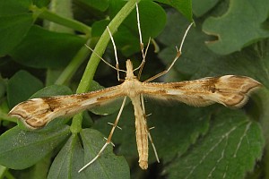 Bestimmungshilfe des Lepiforums Fotouebersicht Pterophorinae Gesamt 1