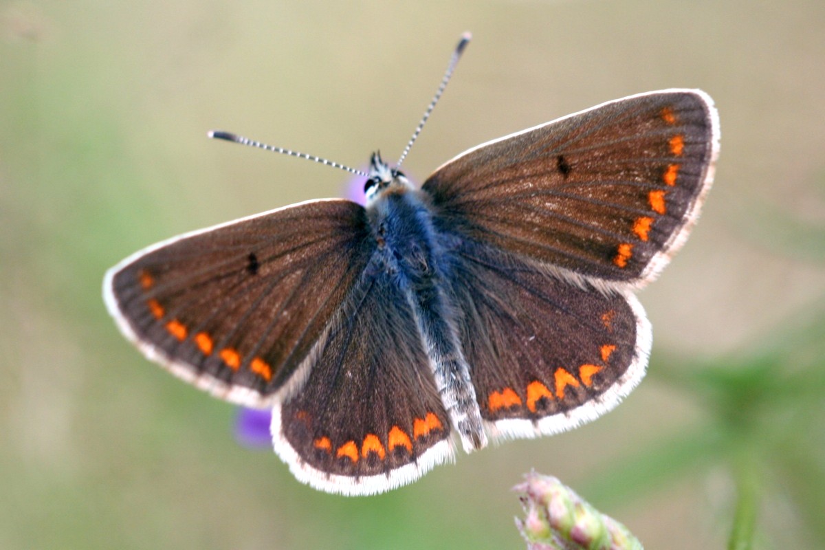 Bestimmungshilfe des Lepiforums Aricia Agestis