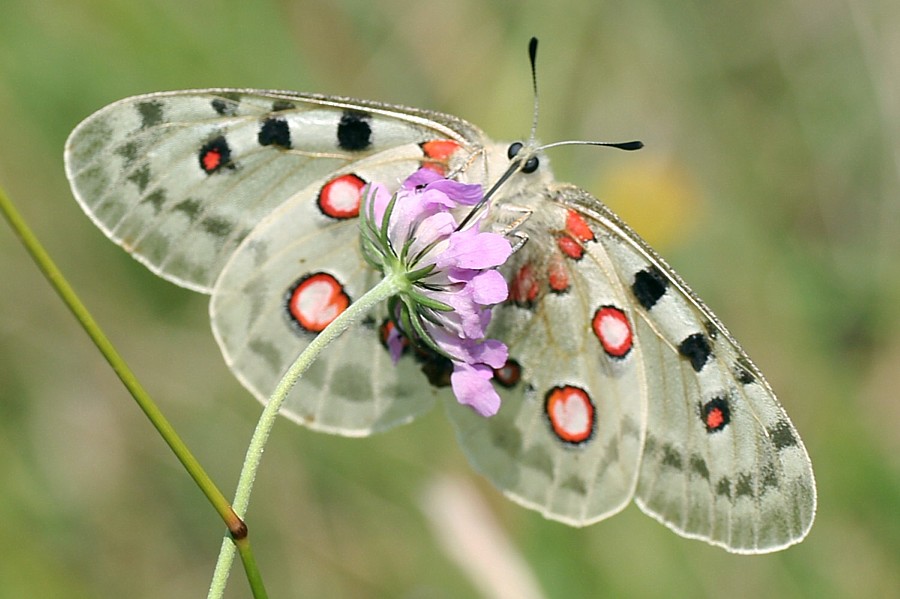 Parnassius apollo LepiWiki
