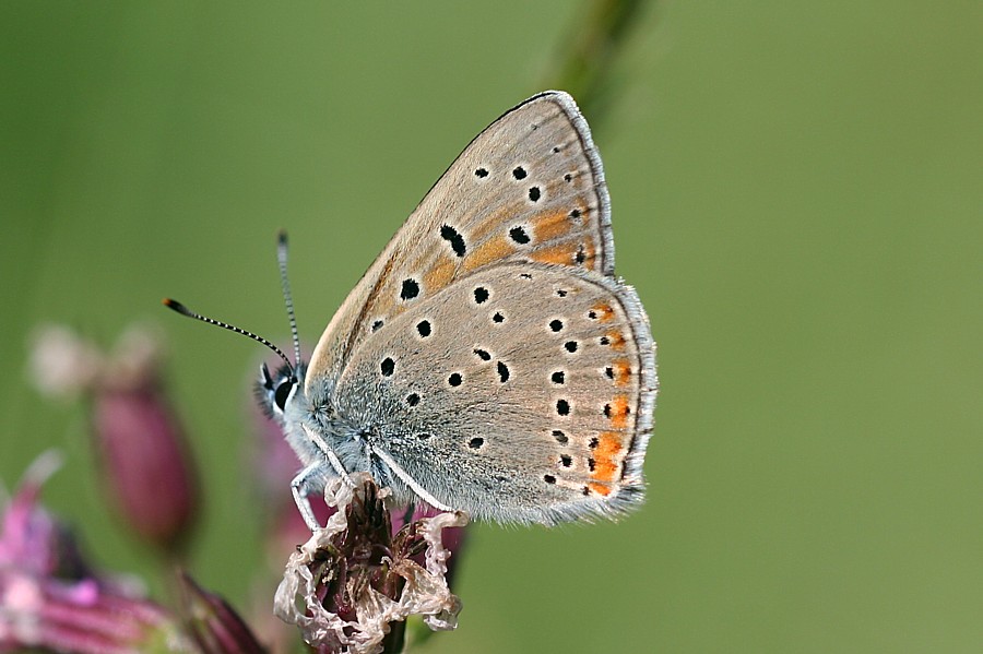 Bestimmungshilfe des Lepiforums Lycaena Hippothoe