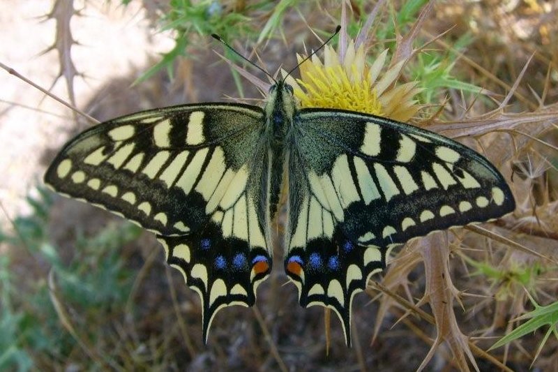 Bestimmungshilfe des Lepiforums Papilio Hospiton
