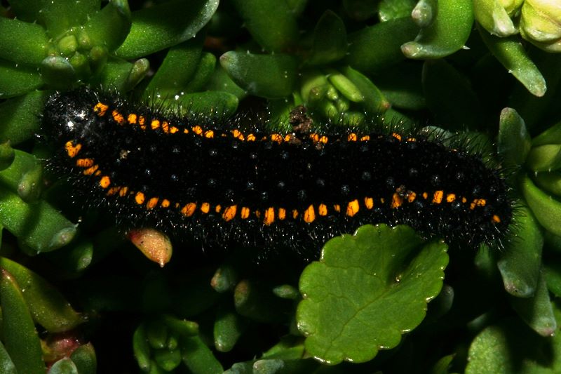 Bestimmungshilfe des Lepiforums: Parnassius Phoebus