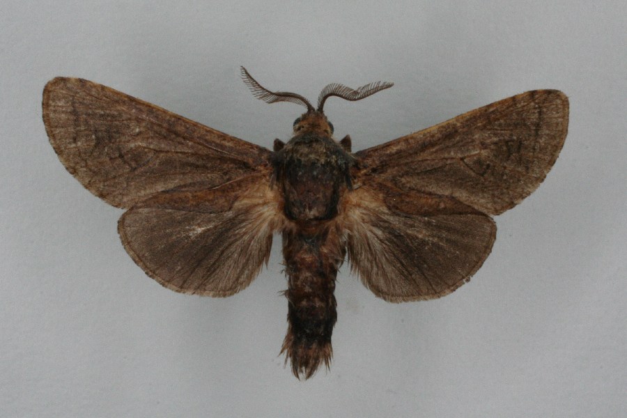 Paropta paradoxus LepiWiki