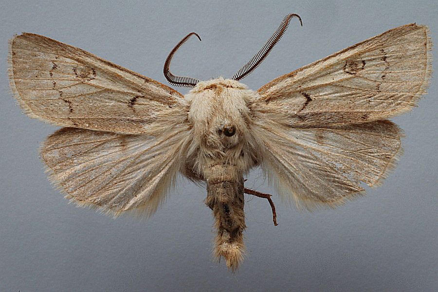 Bestimmungshilfe des Lepiforums Fotouebersicht Noctuinae Agrotina 6