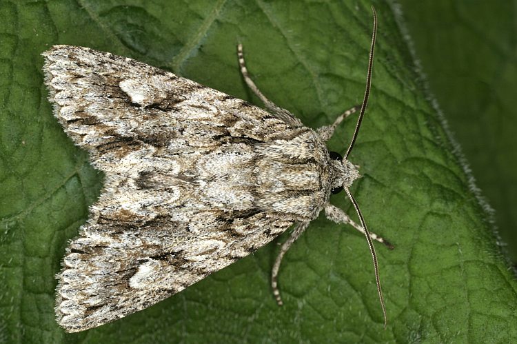 Bestimmungshilfe des Lepiforums Meganephria Bimaculosa