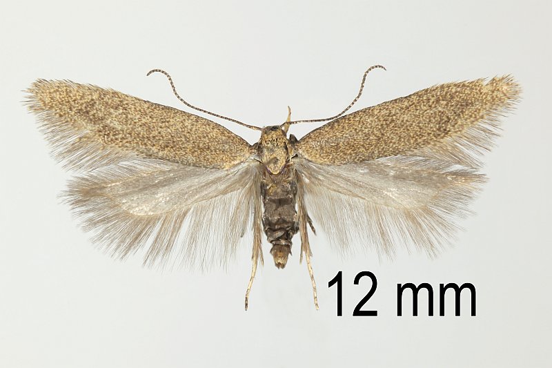 Bestimmungshilfe des Lepiforums Xystophora Pulveratella