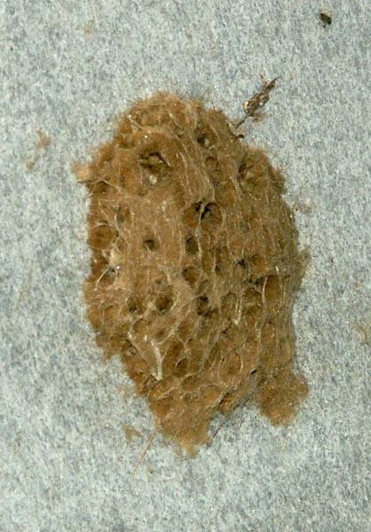 Insektenbauten Insektenbauten