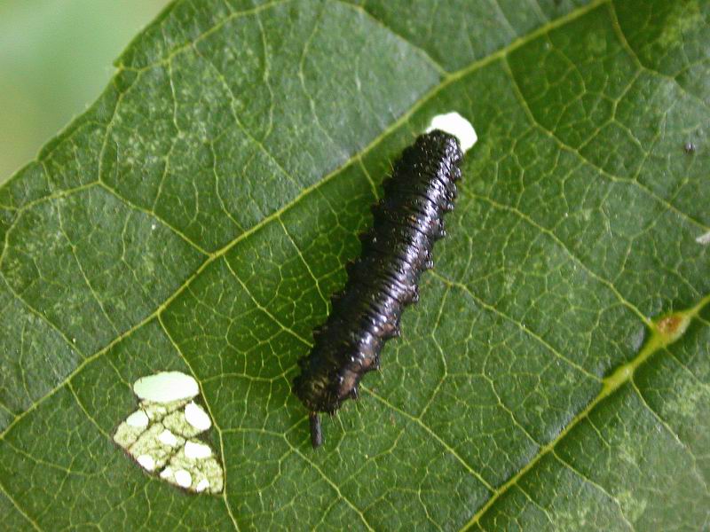 kleine schwarze Raupe <em>Bild</em>