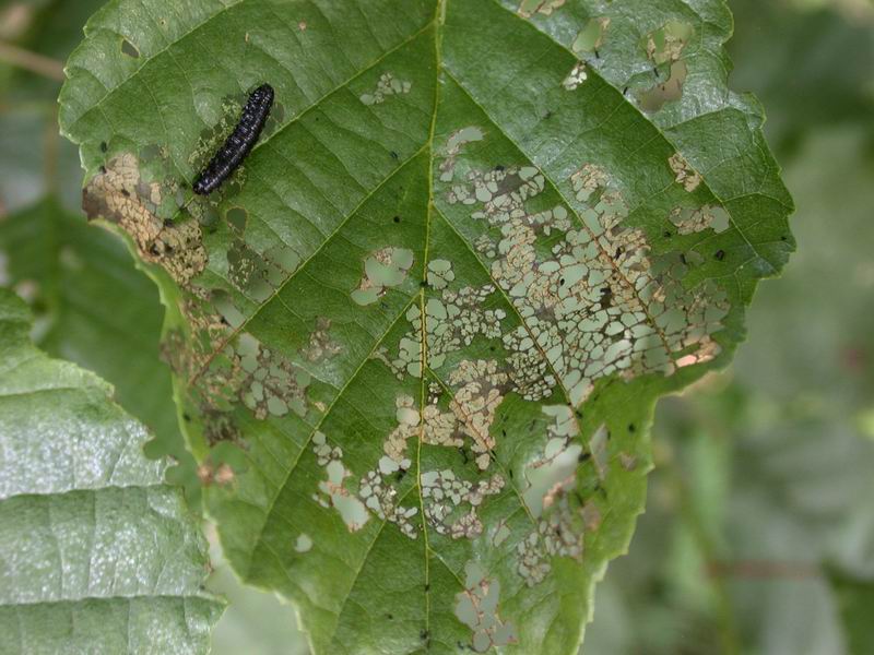 Noch ein Bild von der kleinen schwarzen Raupe <em>Bild</em>