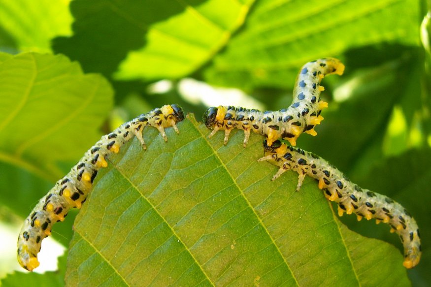 Graue Raupen mit schwarzen Punkten und gelben Beinen - Bild 1 *Bild*