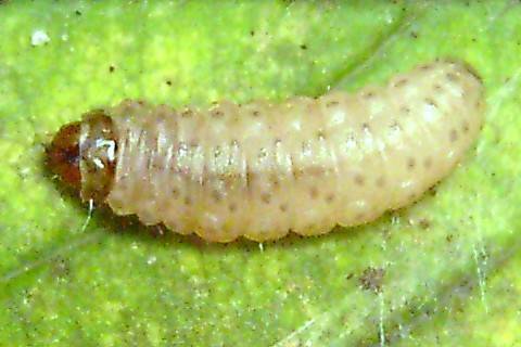 Helle Raupen aus Ahorn, 2. Aufnahme von Nr. 1 *kein Text* *Bild*