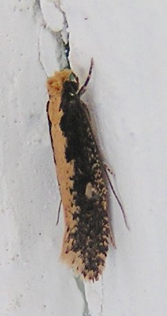 Mikro aus dem Badezimmer *Bild*