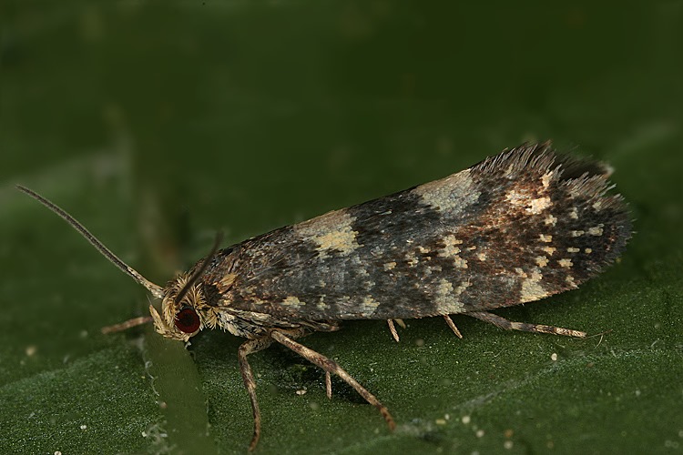 Lampronia - БАБОЧКИ БЕЛАРУСИ. Lepidoptera of Belarus