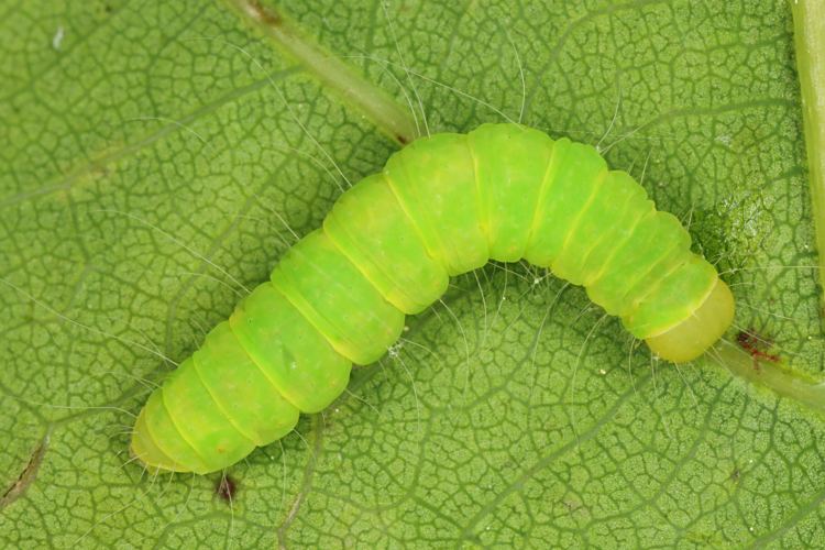 Eiche Raupe Eiche Raupe