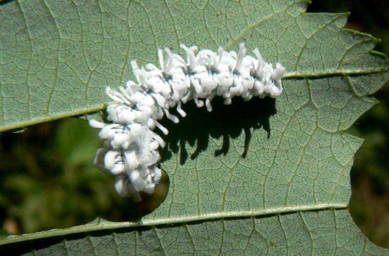 Unbek. weisse Raupe aus Südtirol <em>Bild</em>