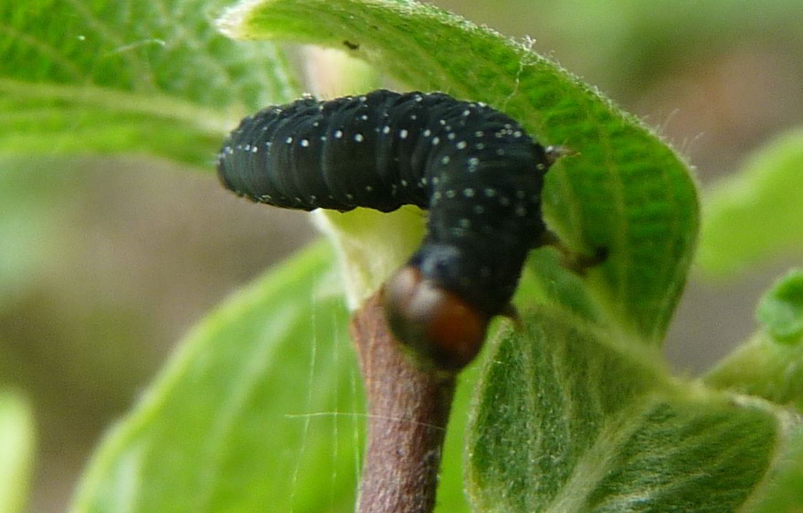 Schwarze Raupe mit weißen Punkten <em>Bild</em>
