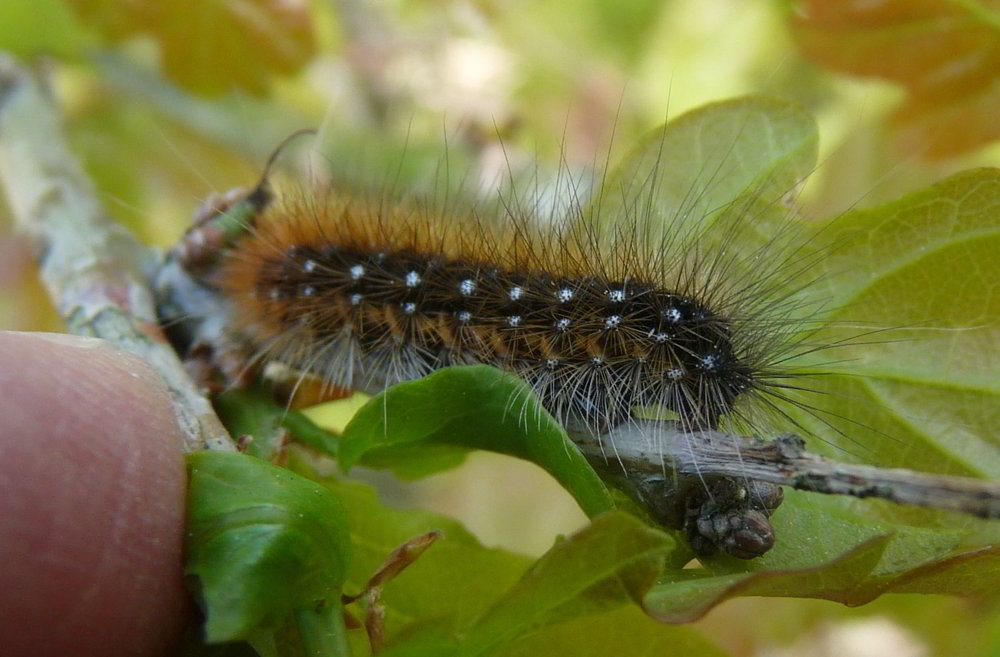 Braun-schwarze, borstige Raupe mit weißen Punkten *Bild*