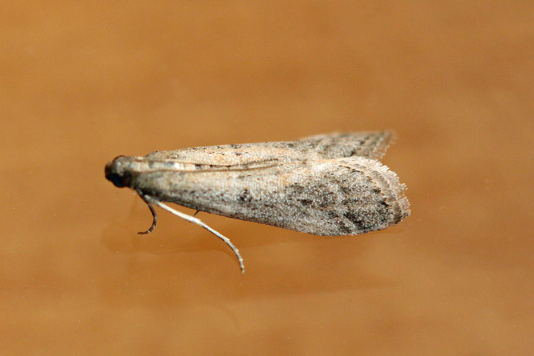 Ephestia elutella ? *Bild*