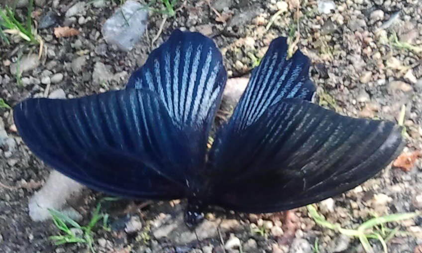 Schwarzer Schmetterling Schwarzer Schmetterling