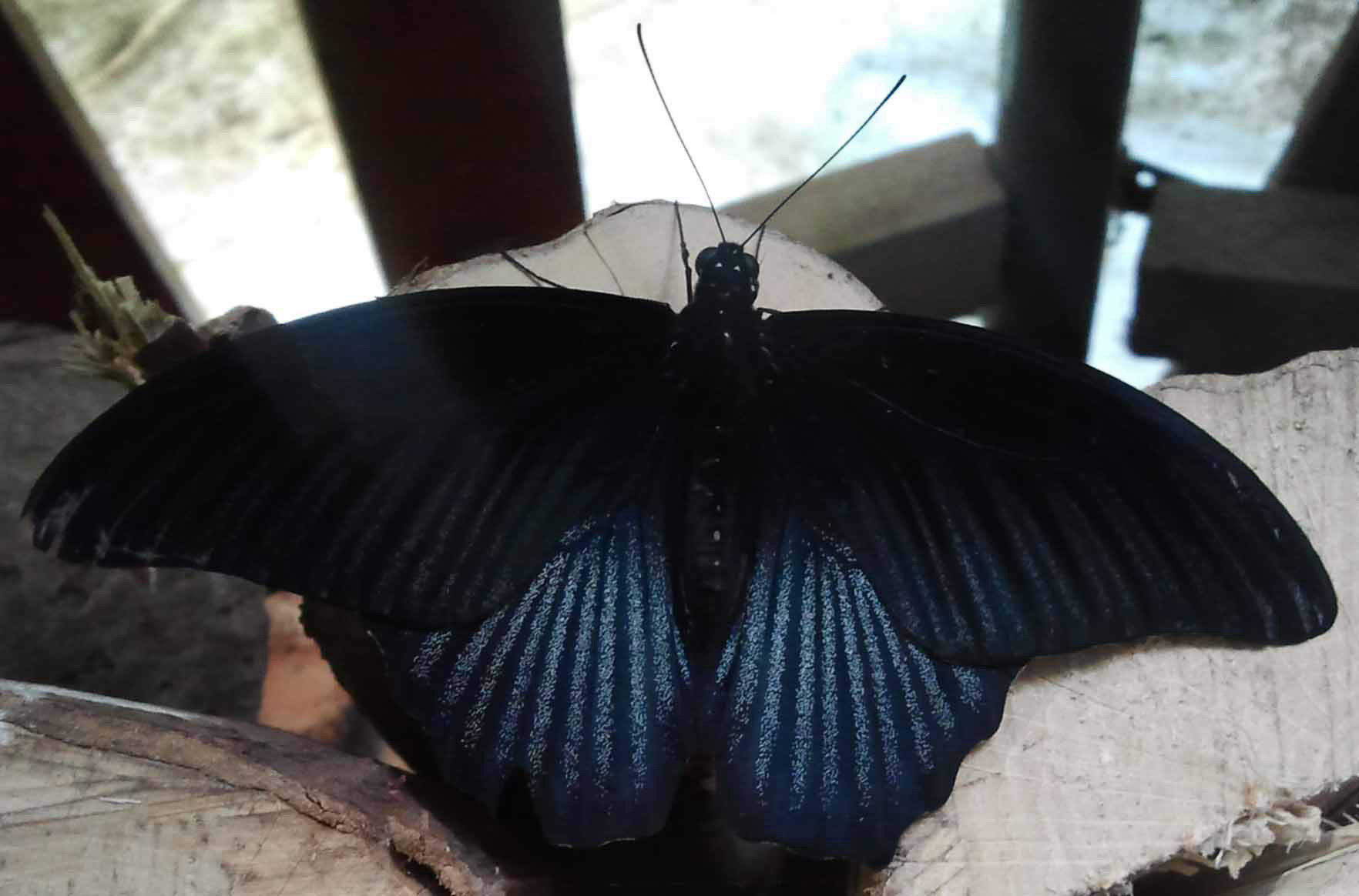 Schwarzer Schmetterling Schwarzer Schmetterling