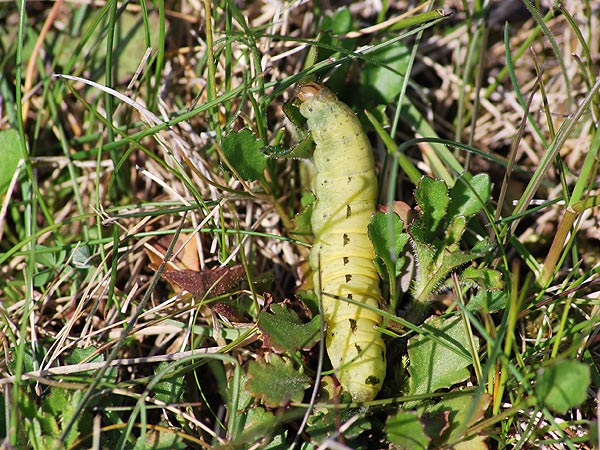 große, grüne Raupe *Bild*
