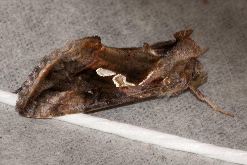Chrysodeixis acuta LepiWiki