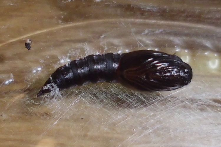 Re Kleine schwarze Raupe = kleine schwarze Puppe <em>Foto</em>