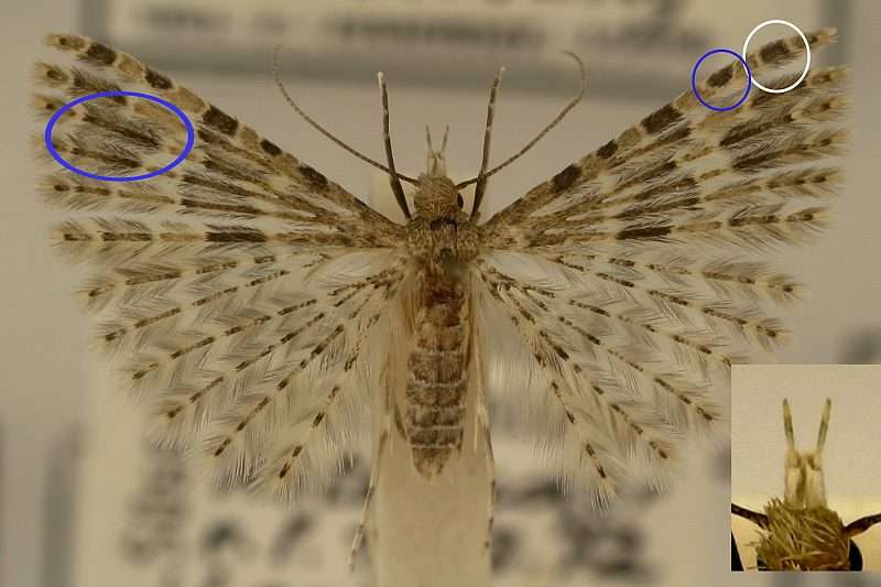 Alucita hexadactyla Wikipedia
