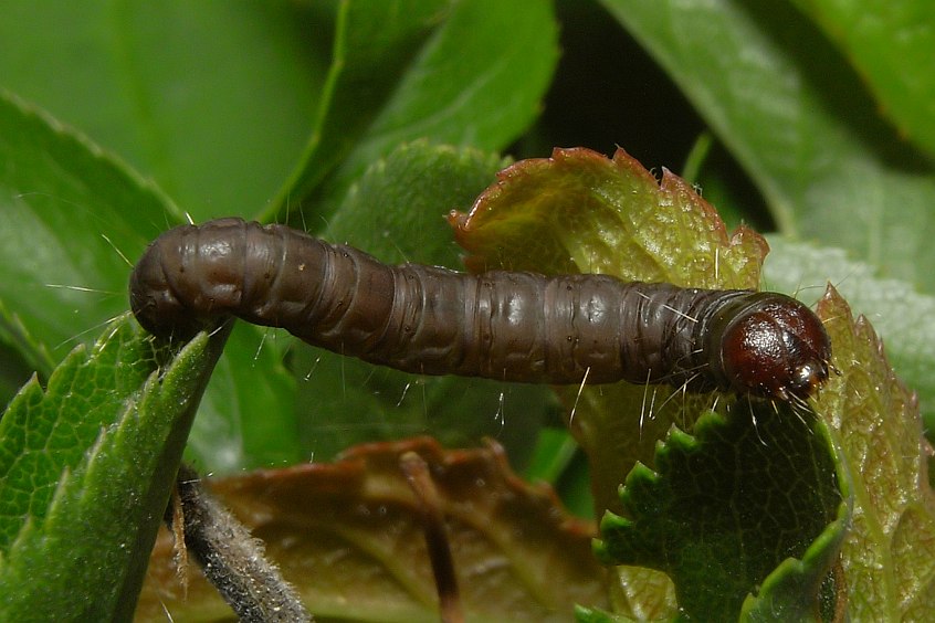 Raupe mit braunem Kopf *Bild*