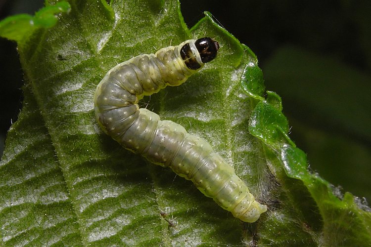 Raupe 3 mit schwarzem Kopf + Halsschild *kein Text* *Bild*