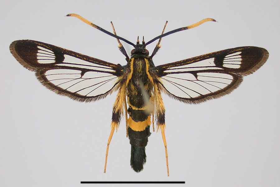 Synanthedon mesiaeformis Weibchen *Bild*