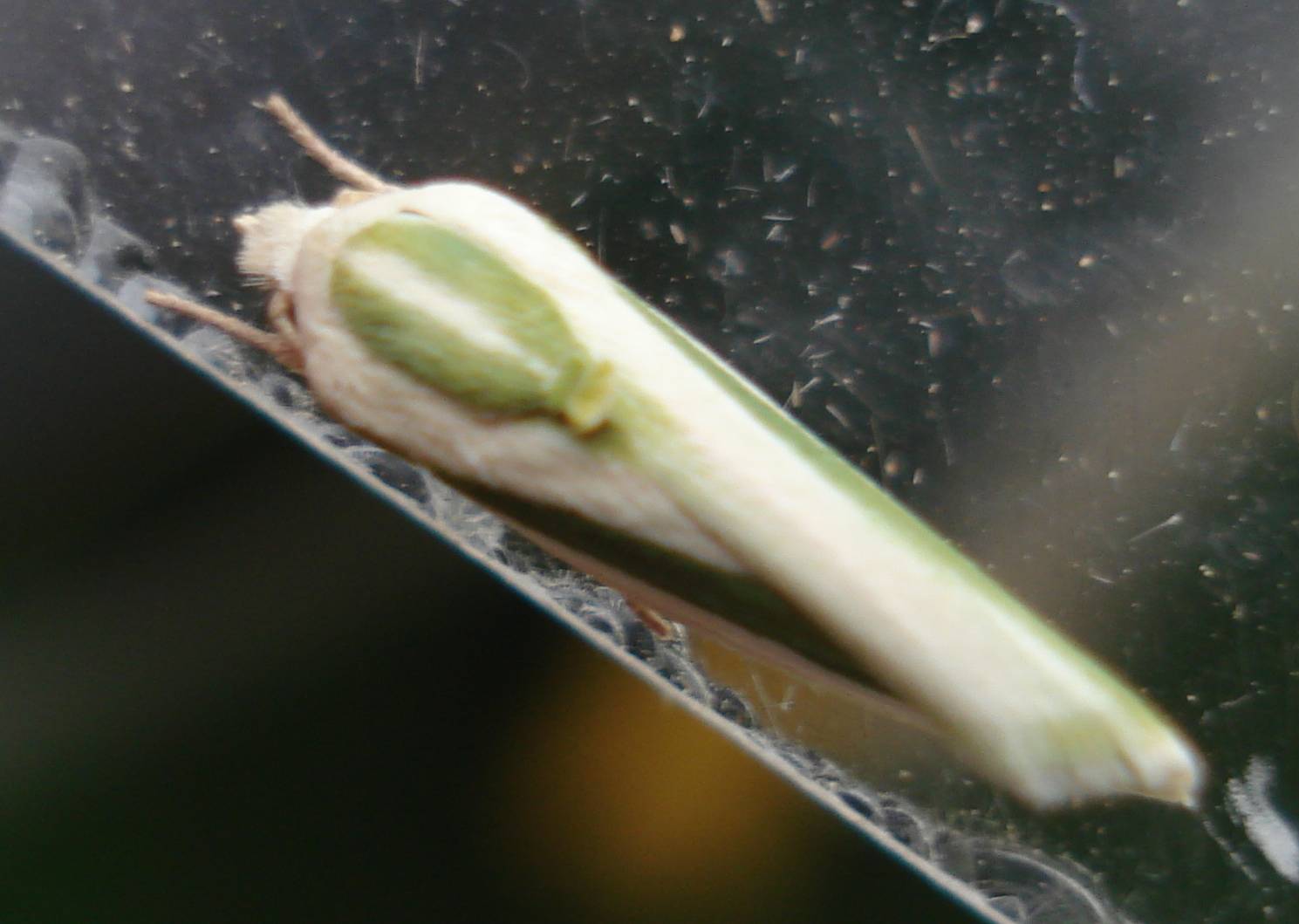 Re Earias vittella bild2 *kein Text* *Bild*