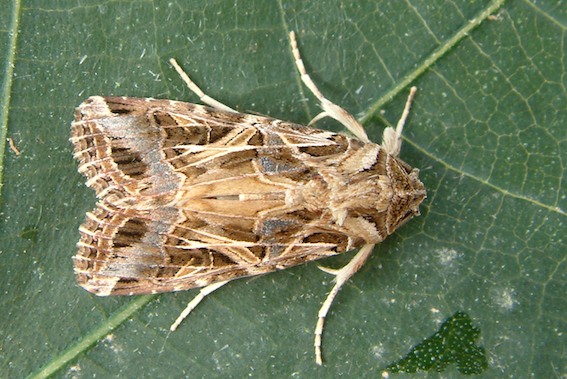 Spodoptera littoralis *Bild*