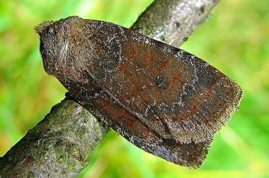 Schwarzer Nachtfalter - Bilder, News, Infos aus dem Web