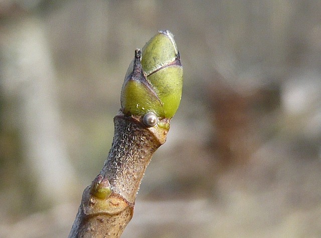 Ei von Ptilophora plumigera an Bergahorn *Bild*