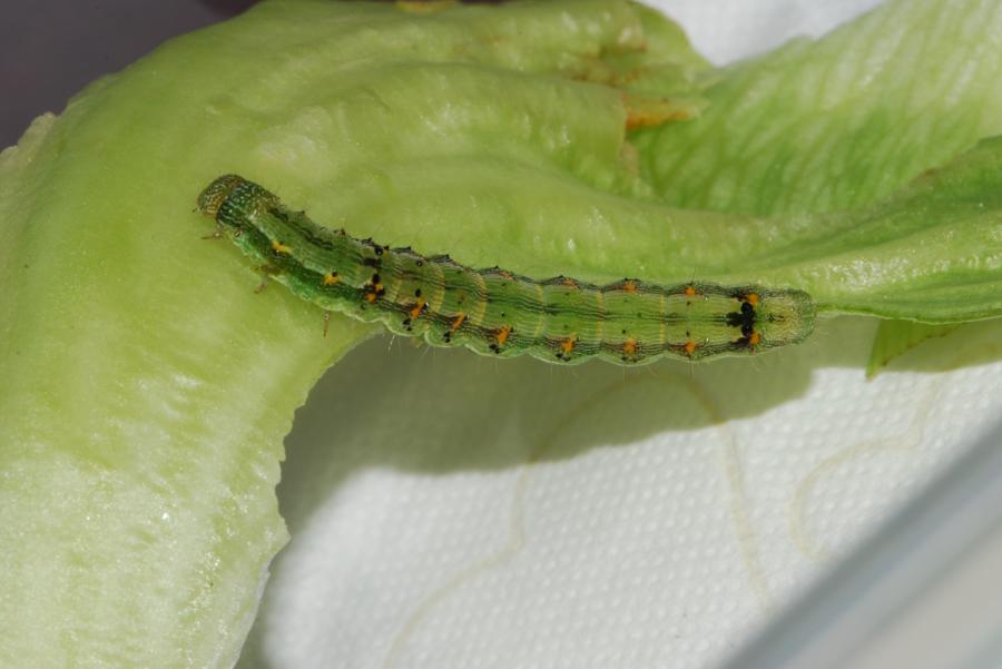unbekannte NoctuidaenRaupe in Salat aus Supermarkt *Foto*