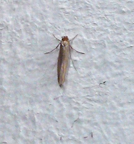 Kleidermotte (Tineola bisselliella) *Foto*