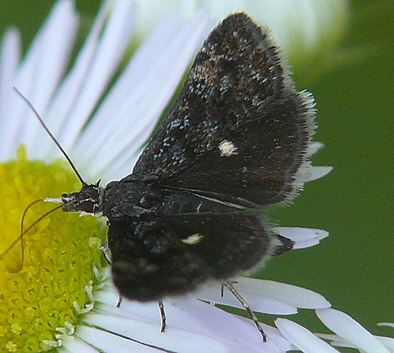 schwarzer schmetterling schwarzer schmetterling