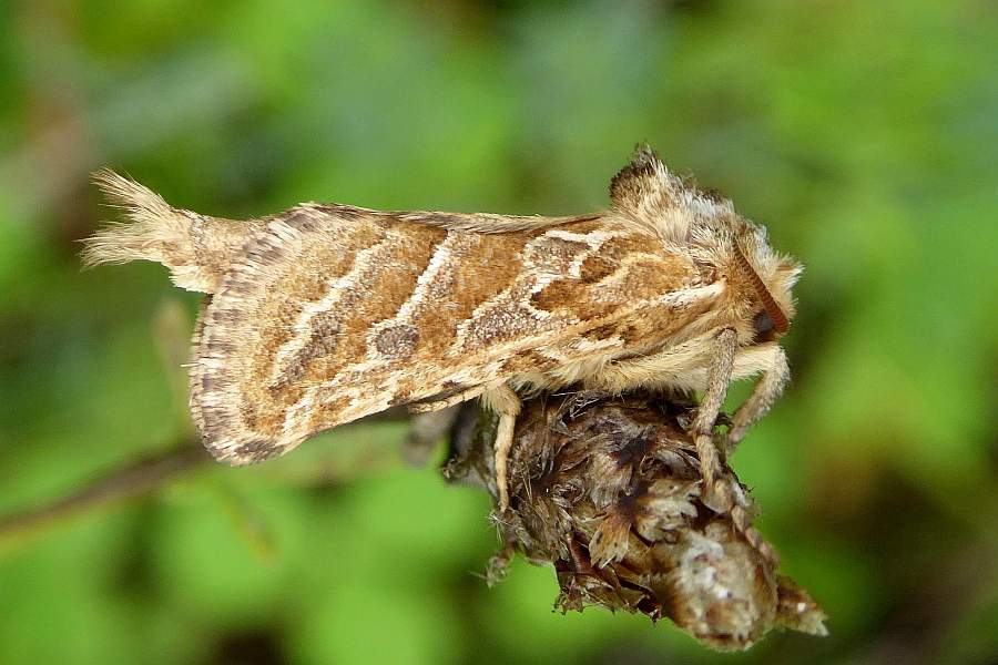 Bestimmungshilfe des Lepiforums Fotouebersicht Hepialidae Gesamt 1