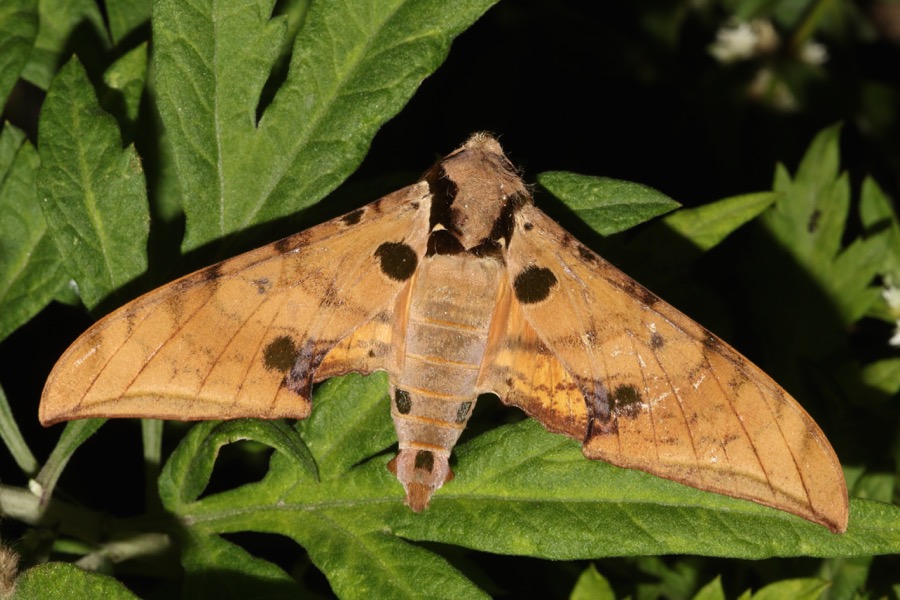 Ambulyx ochracea LepiWiki