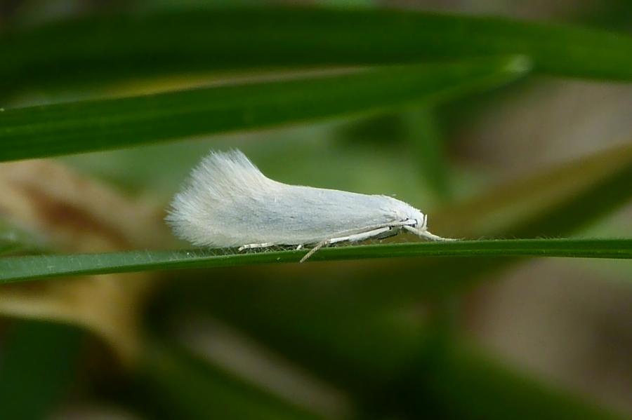 Sehr kleiner weißer Falter ? *Foto*