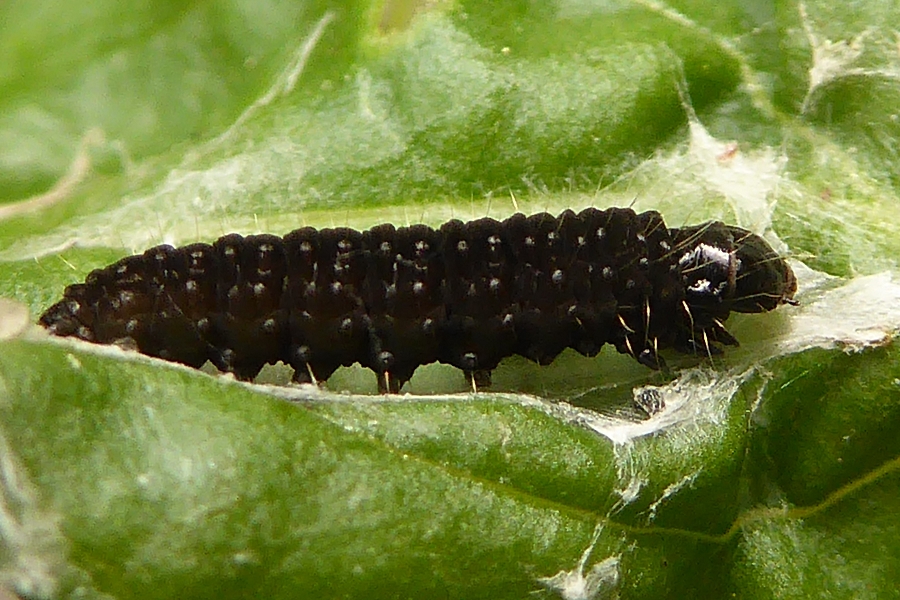 Kleine schwarze Raupe. <em>Foto</em>