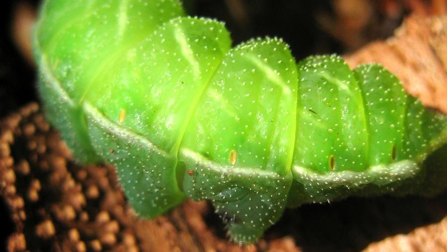 grüne Raupe mit weißen Stippelchen *Foto*