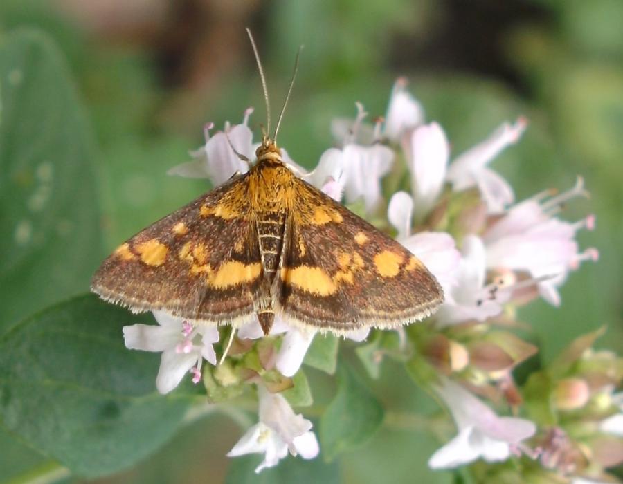 Unbekanner Schmetterling Foto