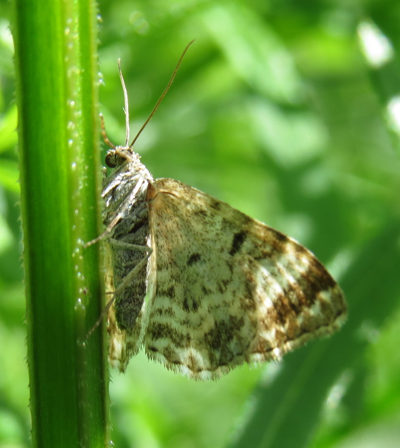 Geometridae Larentiinae...? *Foto*